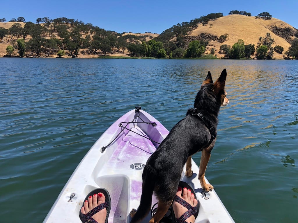 Any Dog Can Be an Adventure Dog