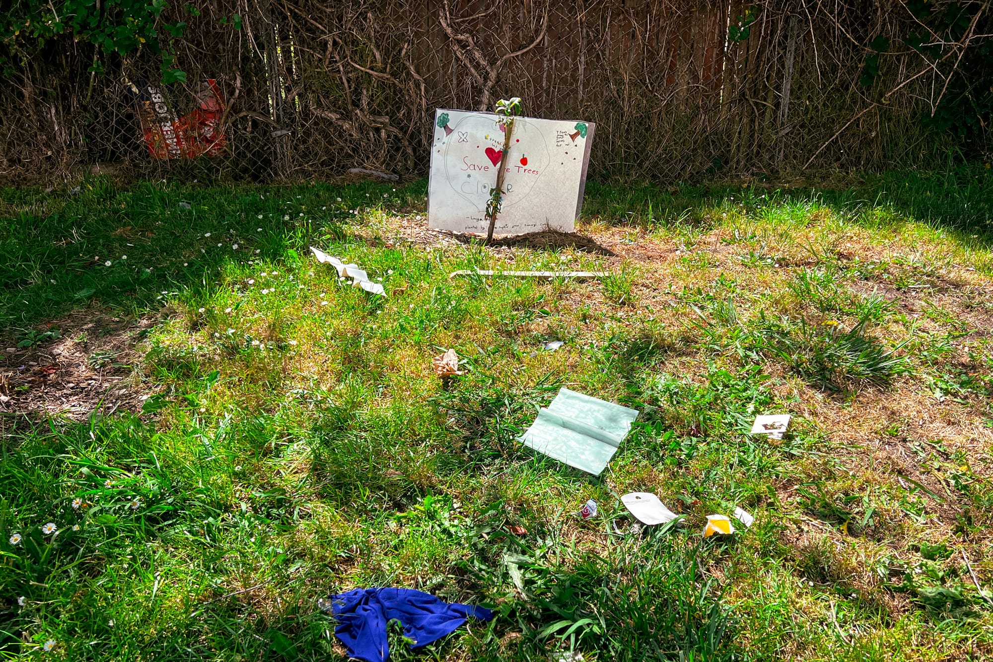 A foot-tall sapling held up by a stake, featuring a sign that says "Save the Trees." On the grass in front are a few pieces of garbage.