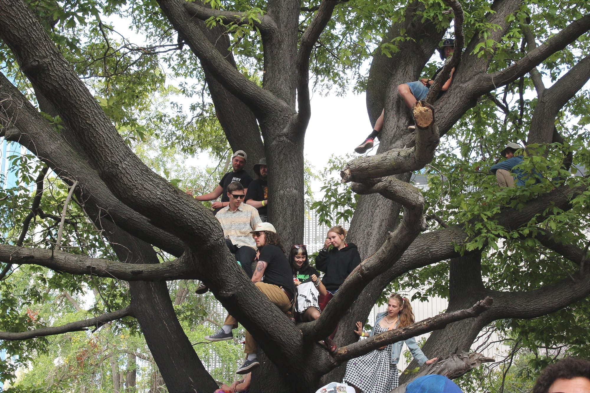 seven young people sit in a tree to get a better view at a music festival