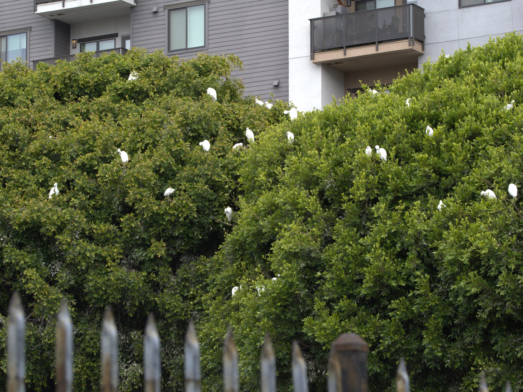 White egrets are perched in the branches of two green ficus trees