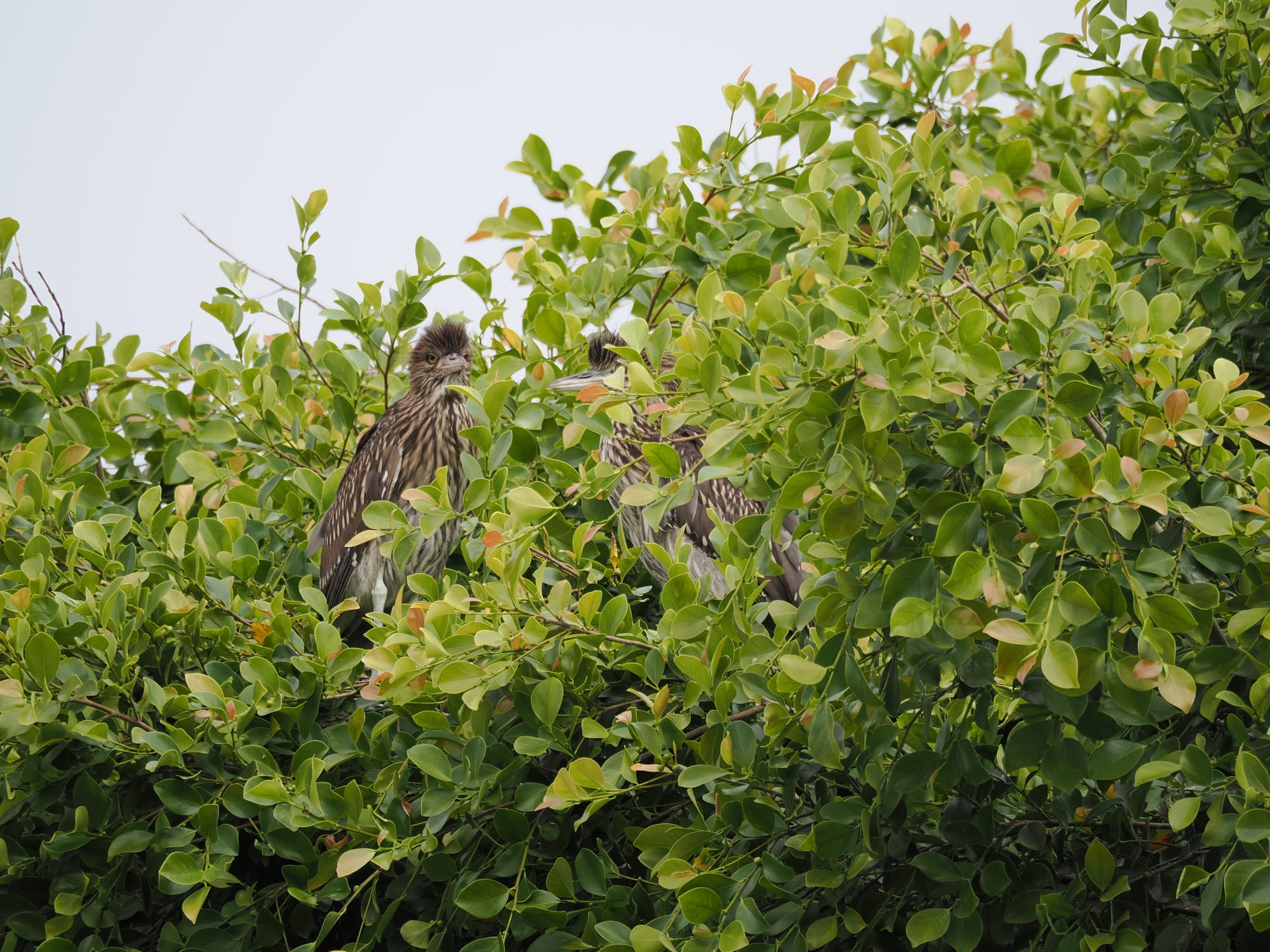 two night herons are hidden in the leafy branches of a tree