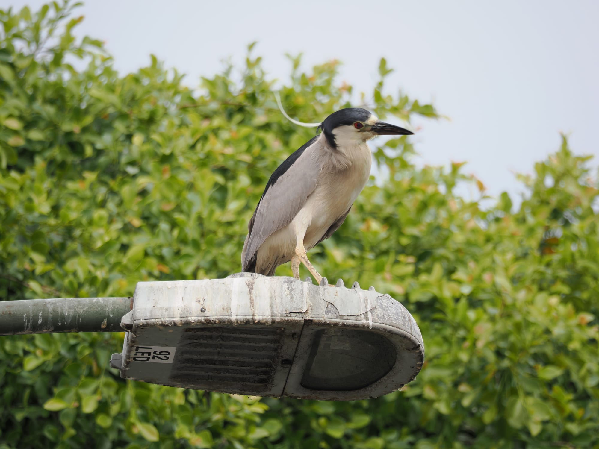 A black-crowned night heron perches on a street lamp 