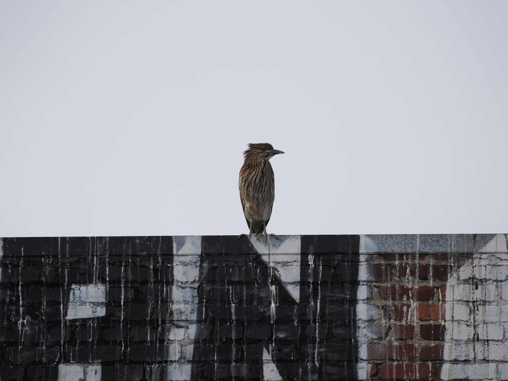 A brown heron sits on the edge of a graffitied brick building