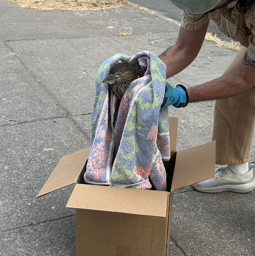 a night heron is wrapped in a towel, and is being lowered into a cardboard box