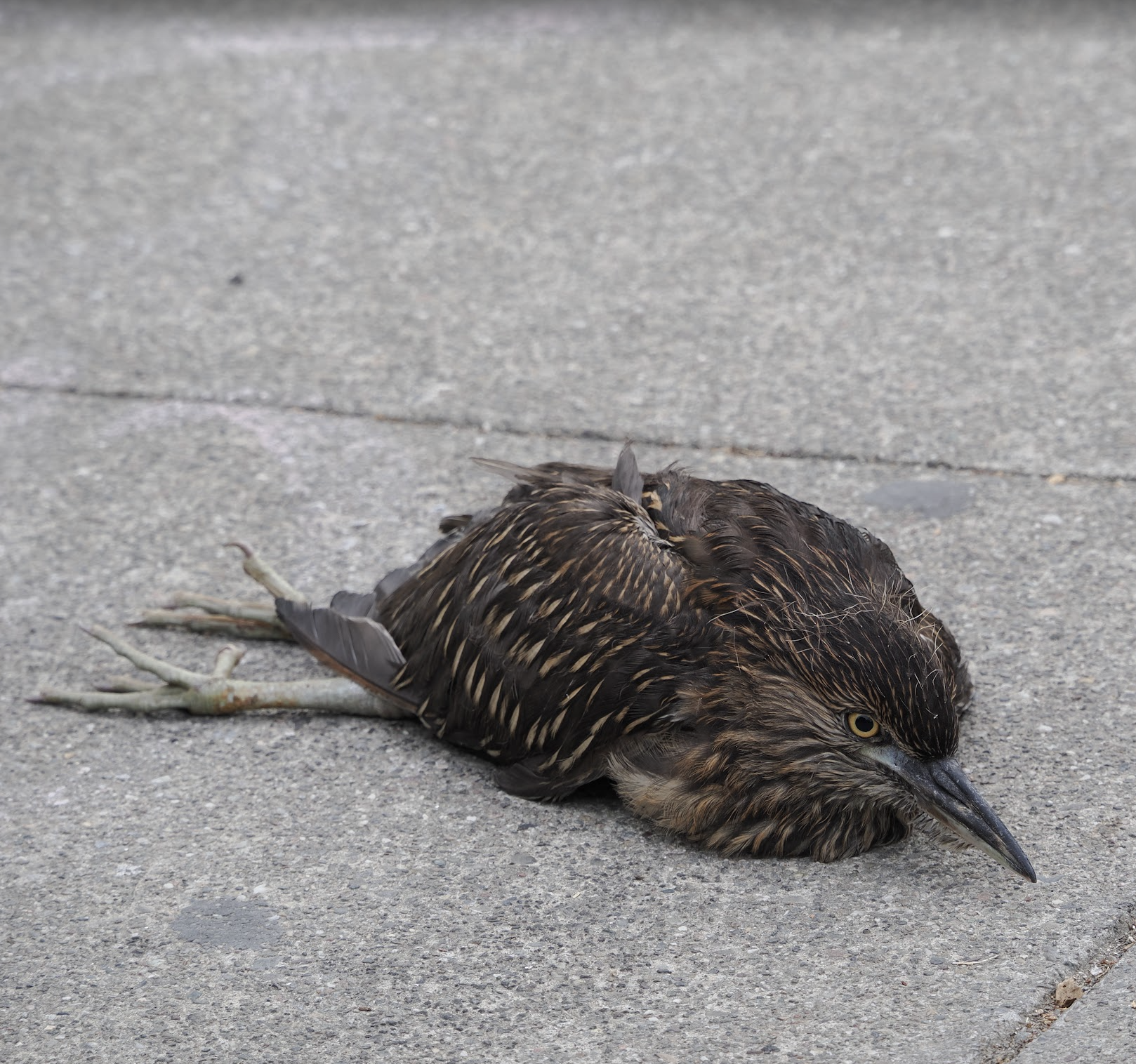 a young, brown night heron lies injured on a sidewalk