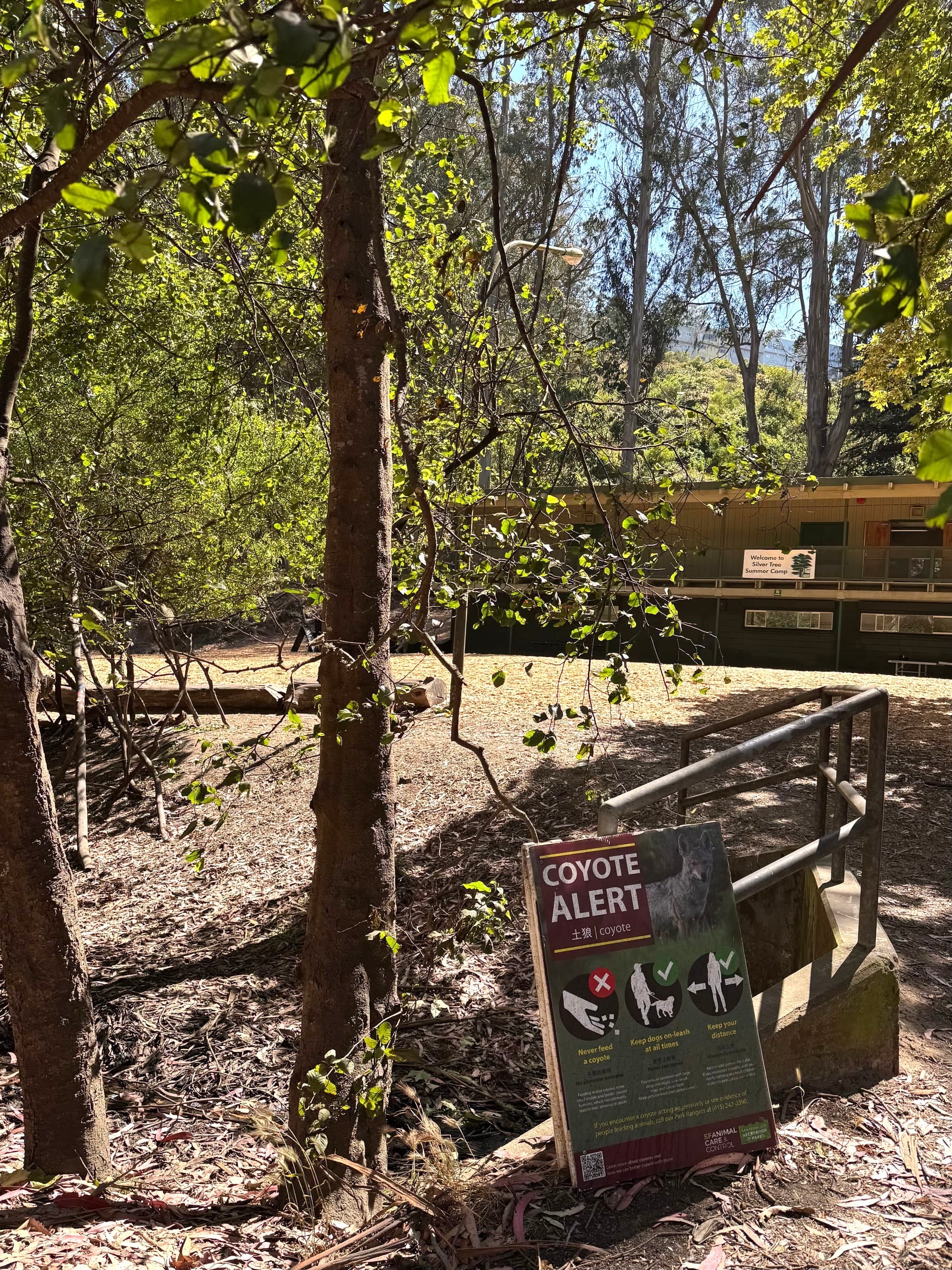a camp building that reads 'camp silver tree' in the woods with a coyote alert sign out front