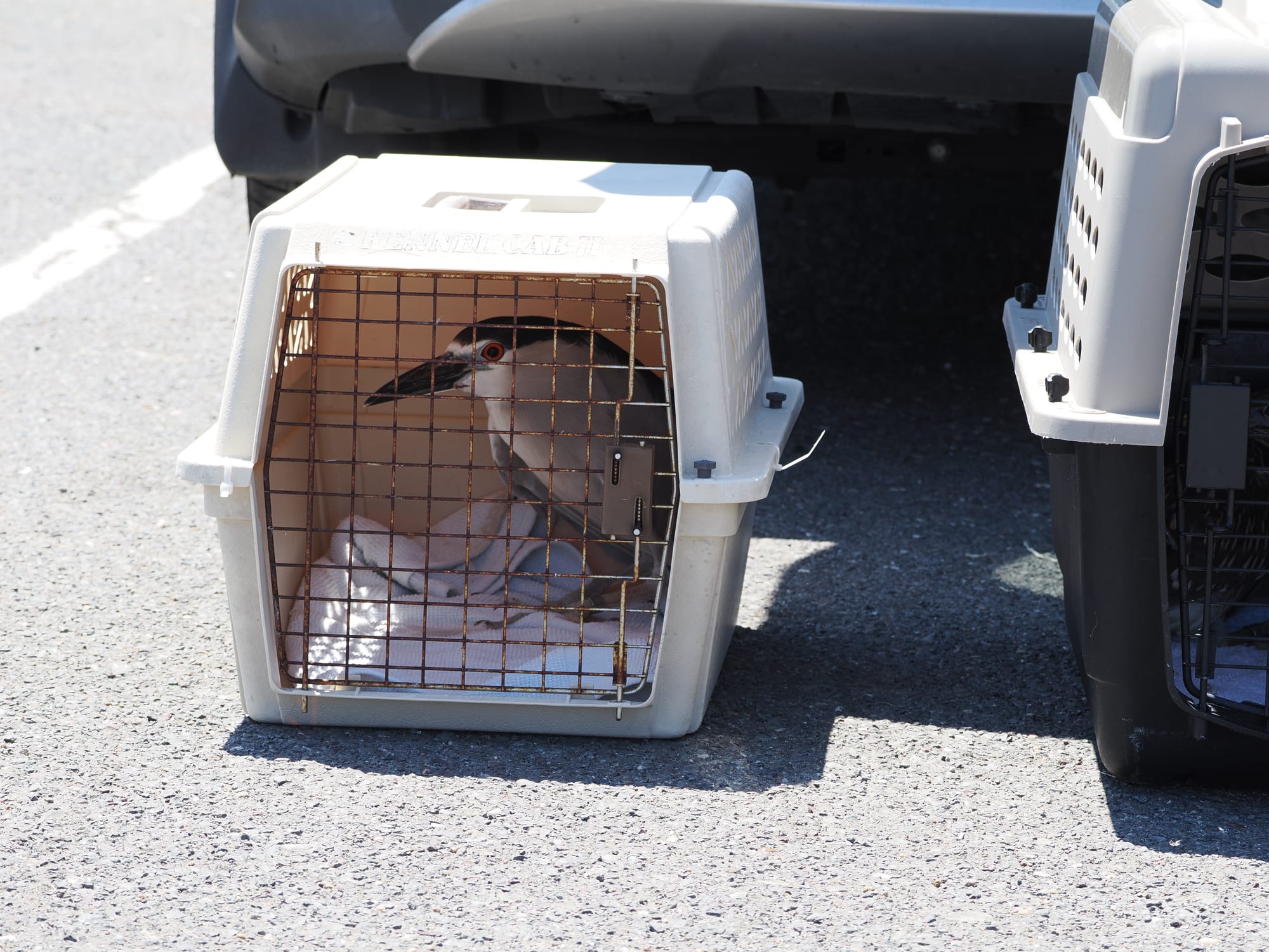 A black-crowned night heron sits in a plastic pet carrier in a parking lot