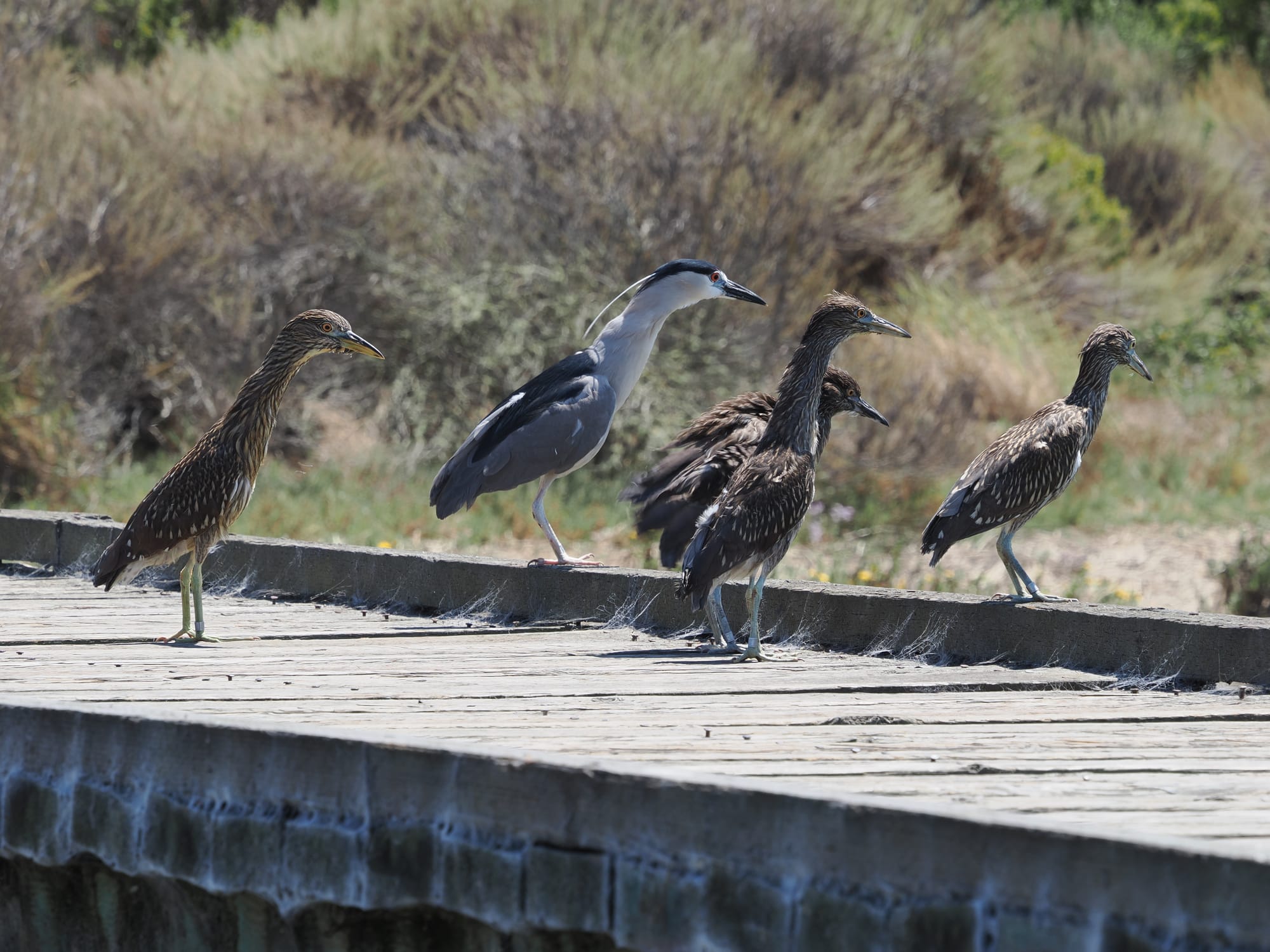 Five night herons, four of which still have their brown feathers, stand on a wooden dock together
