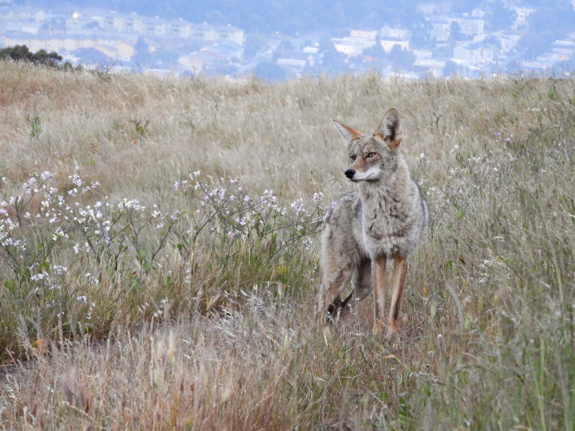 a majestic coyote in nature