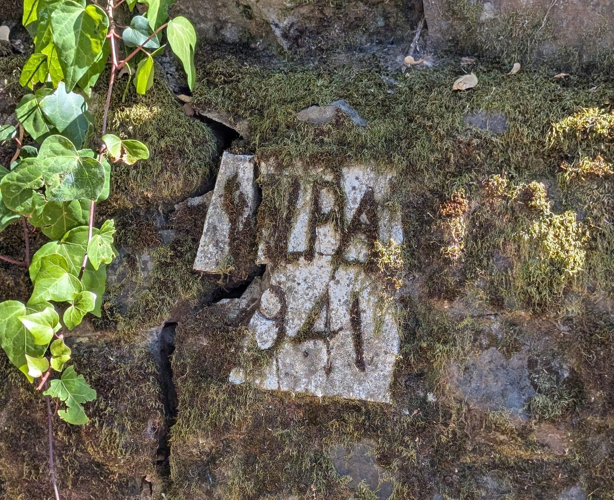 Concrete stamped with WPA 1941 cracked and almost covered with moss