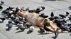 a woman lies face-down on the sidewalk with birdseed on her back and dozens of pigeons eating off her back, for some reason