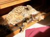 A tortoiseshell cat lounging on her back in a patch of sunlight on a wooden step.