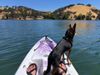 A small black and brown dog sits at the front of a kayak in a lake