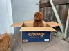 A red poodle puppy sits in a large cardboard box with "chewy" written on the side. An orange tabby cat is in the foreground.