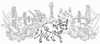 Line art of a coyote walking in front of a stylized landscape of Oakland and San Francisco, surrounded by blooming succulents