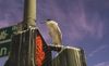a white night heron sits on a street sign against a purple sky