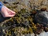 Kelp Wanted: A Morning of Seaweed Gathering on the Sonoma Coast