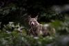 A coyote stares straight through dark brush