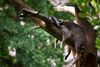 A very tired raccoon sleeps on a tree branch with its legs dangl