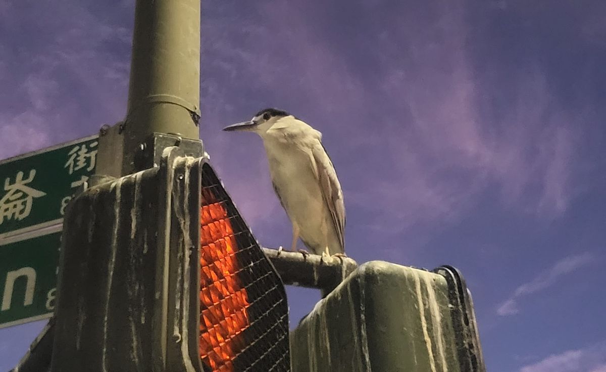 Oakland’s Hottest Influencer Won’t Stop Pooping on Parking Meters