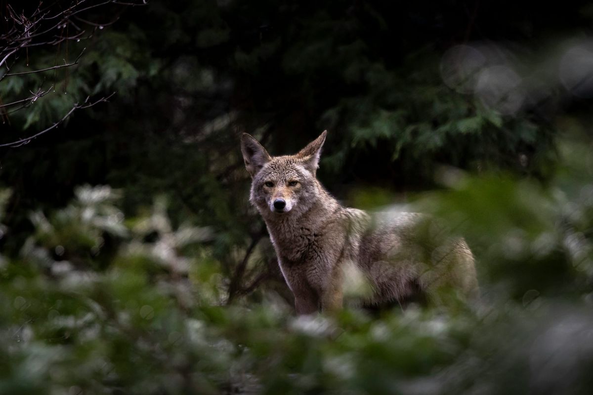 Endorsement: Alcatraz Coyote for Governor