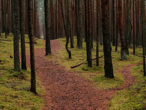 Věděli jste, že AI nemusíte používat?