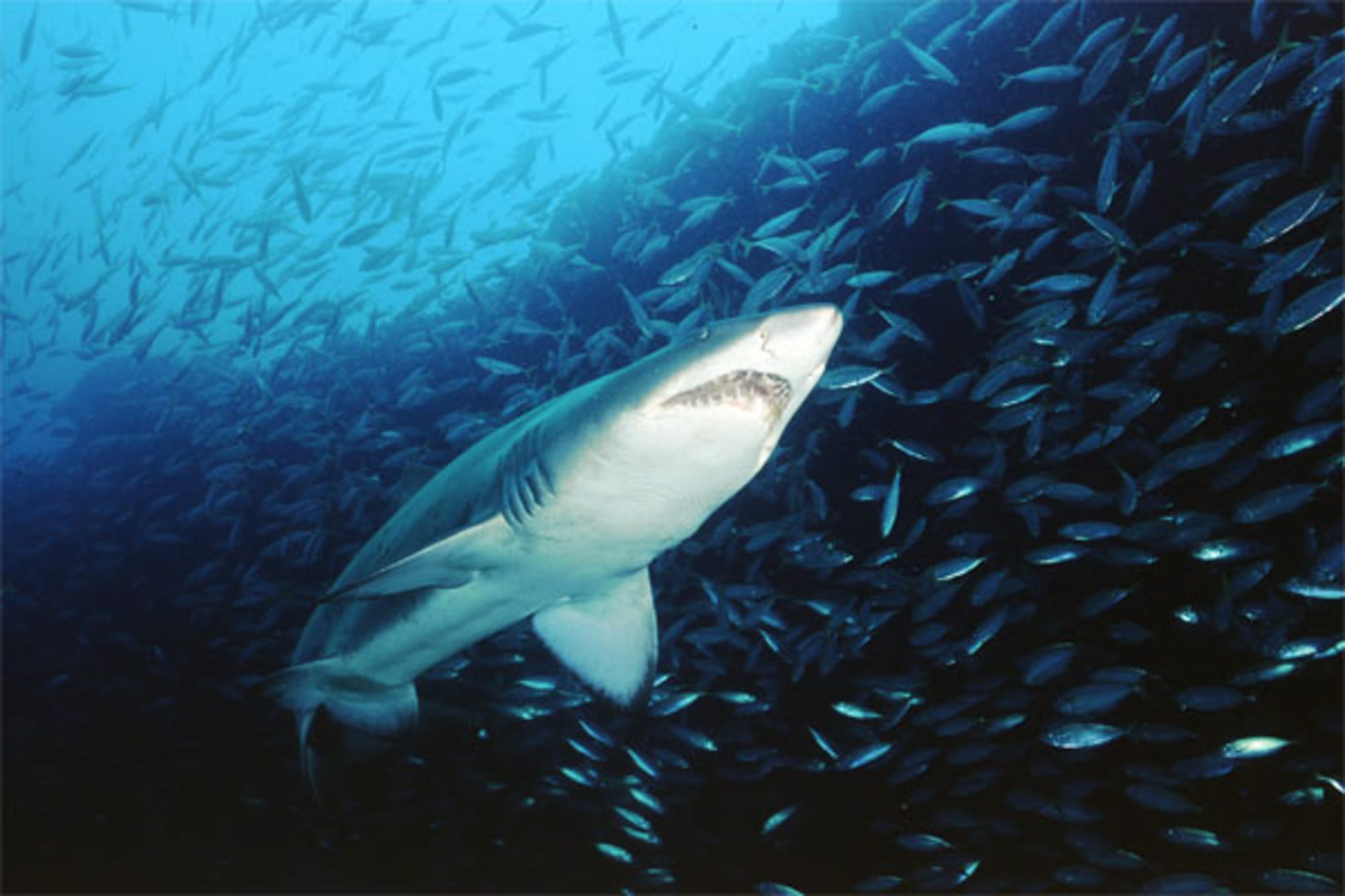 Grey Nurse Shark Grey Nurse Shark