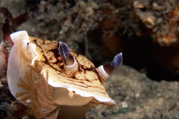 Ned the Nudi Aphelodoris varia