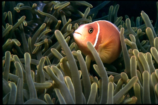 pinkanemone Pink Anemone Fish