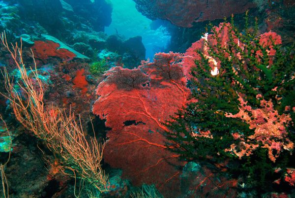 Billy Ghizo's Gorgonian Gardens