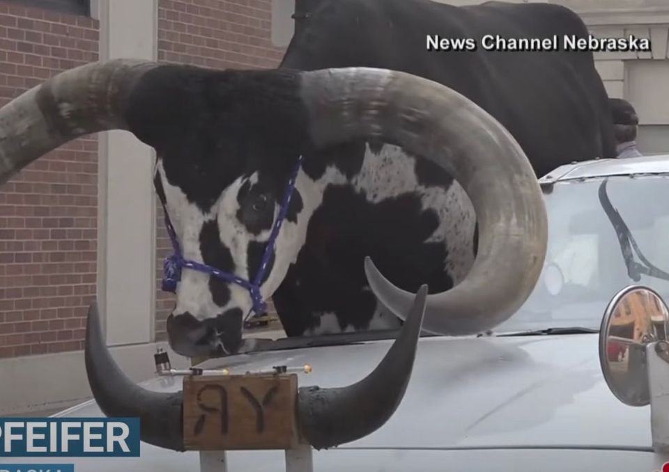 Road Trip With A Bull