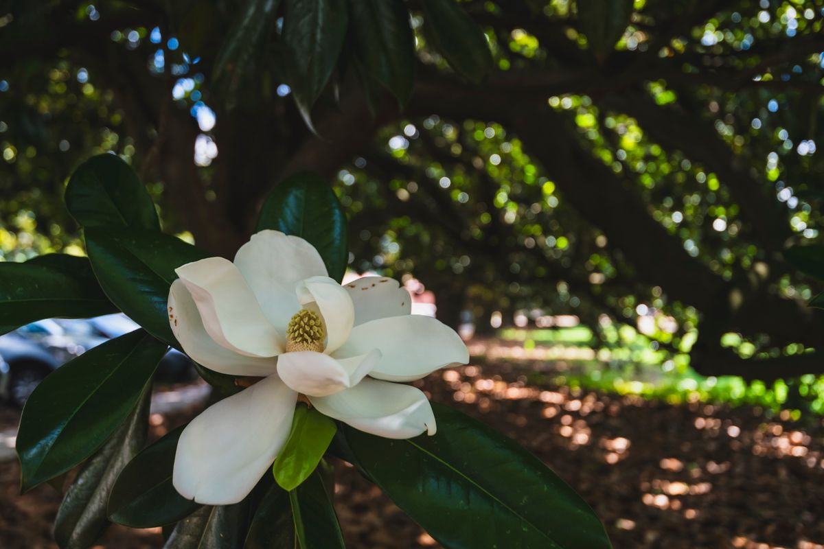 Reclaiming Pedagogical Purpose During Difficult Times