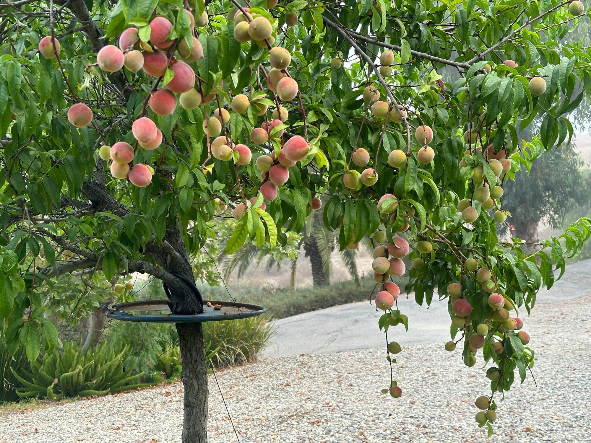 Center for Contemplative Enrichment