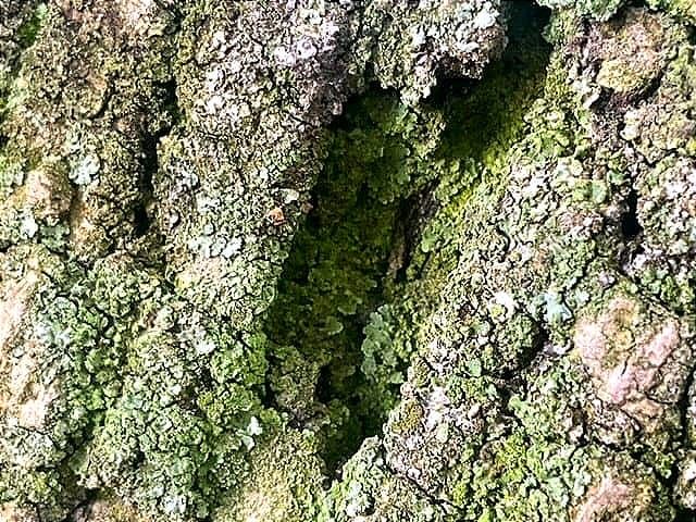 Just One Planet- A New Blog