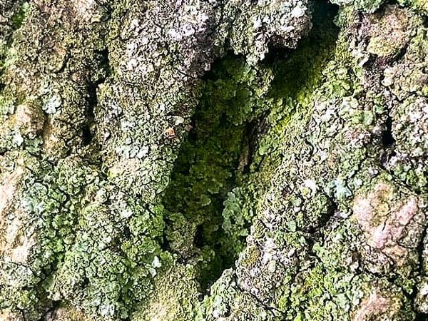 Just One Planet- A New Blog