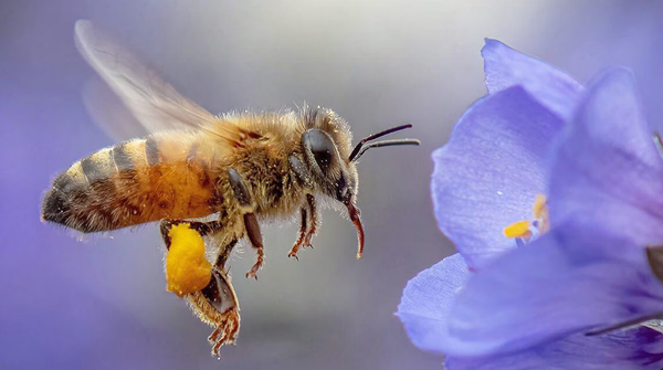 Pollinators Make the World Go Round