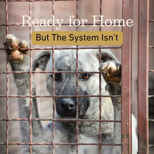 “Adopt Don’t Shop” Has a Problem No One Talks About