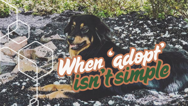 Dog Adoption: Good Homes Being Rejected