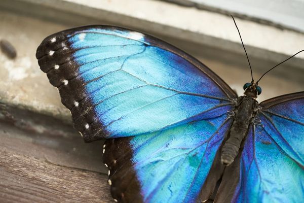 Bitcoin-Backed DeFi Loans: How Morpho Protocol Works