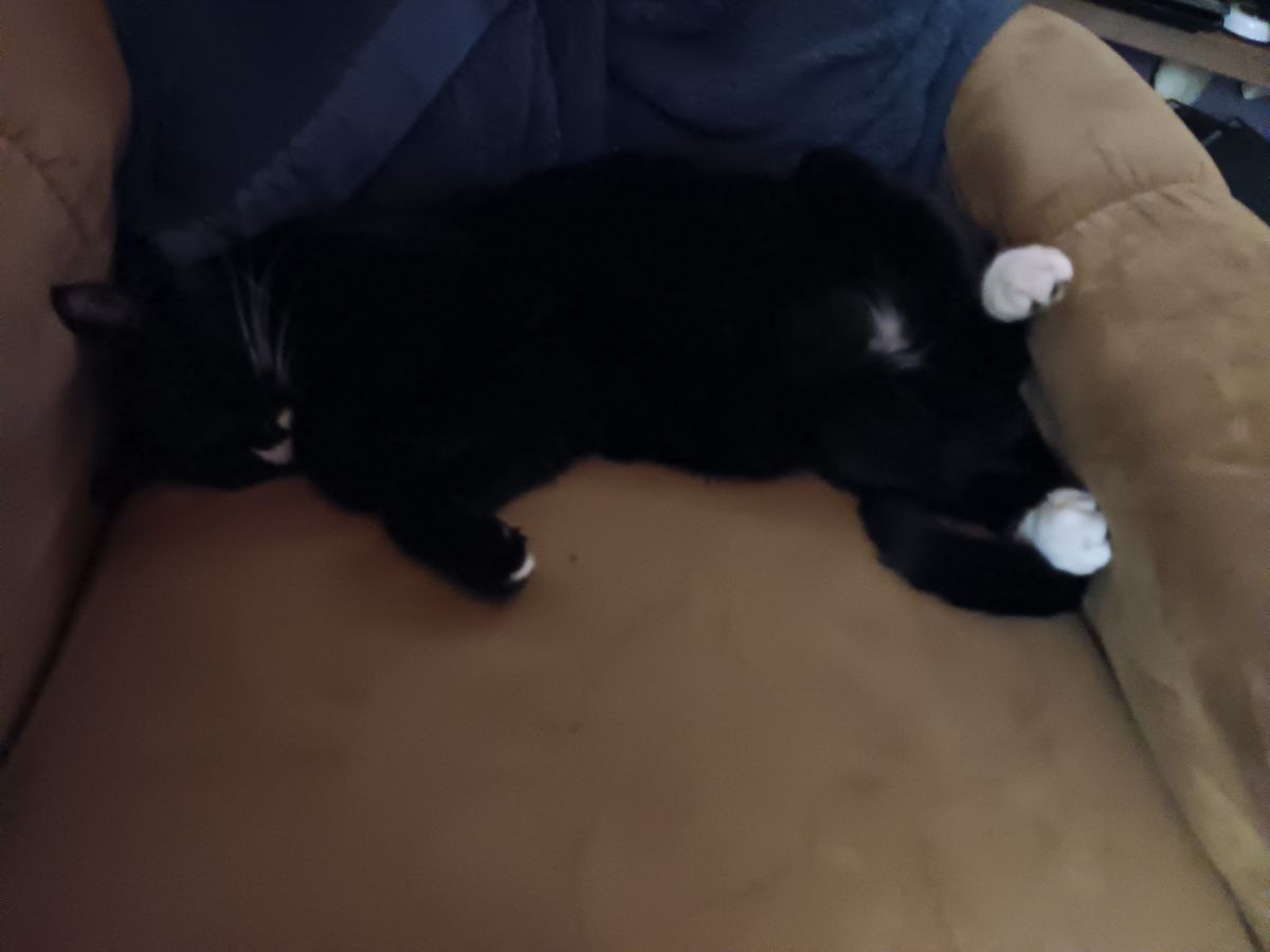 Gratuitous Cat Photos