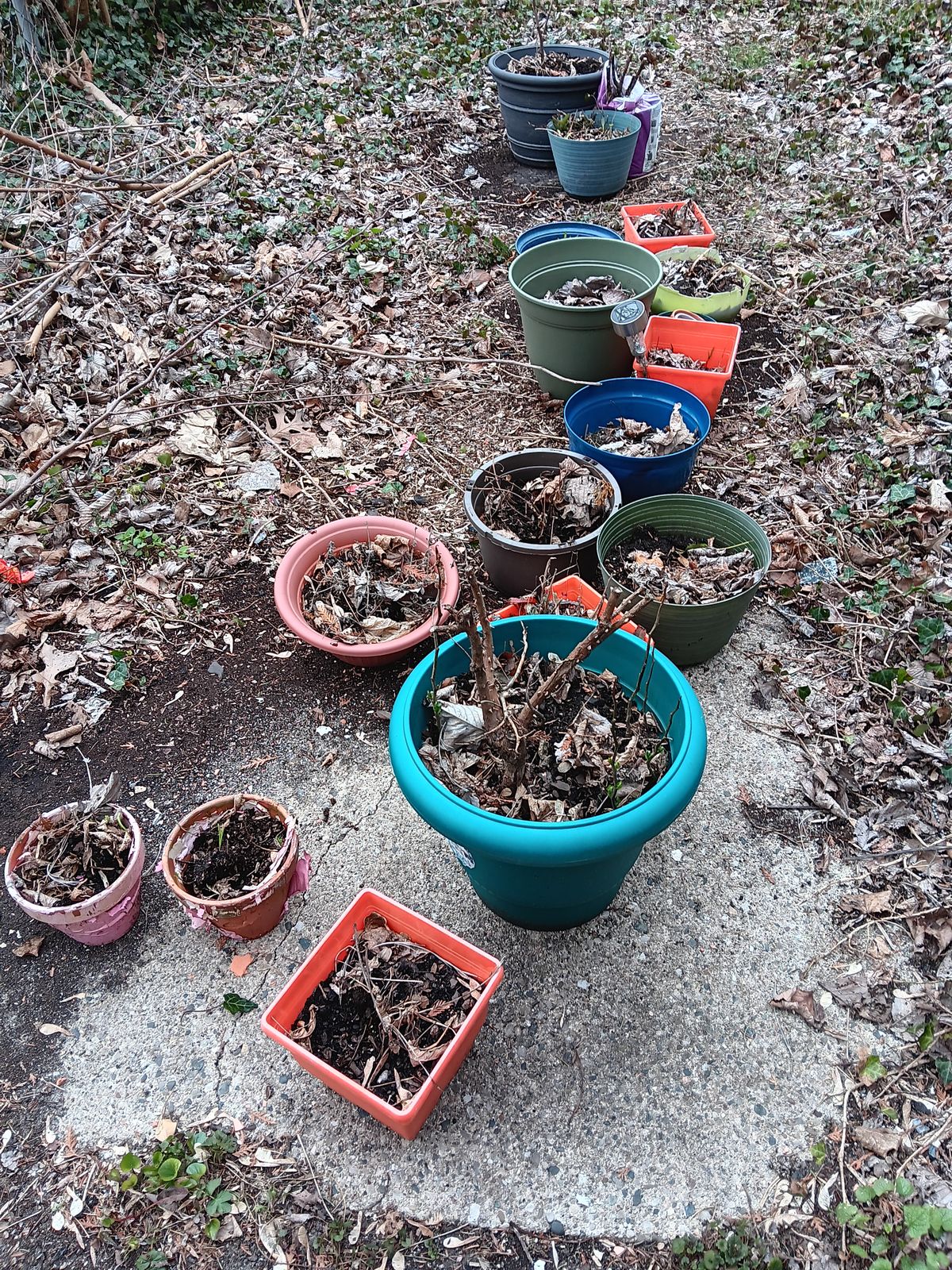 Gardening, stray cats and flatbread pizza