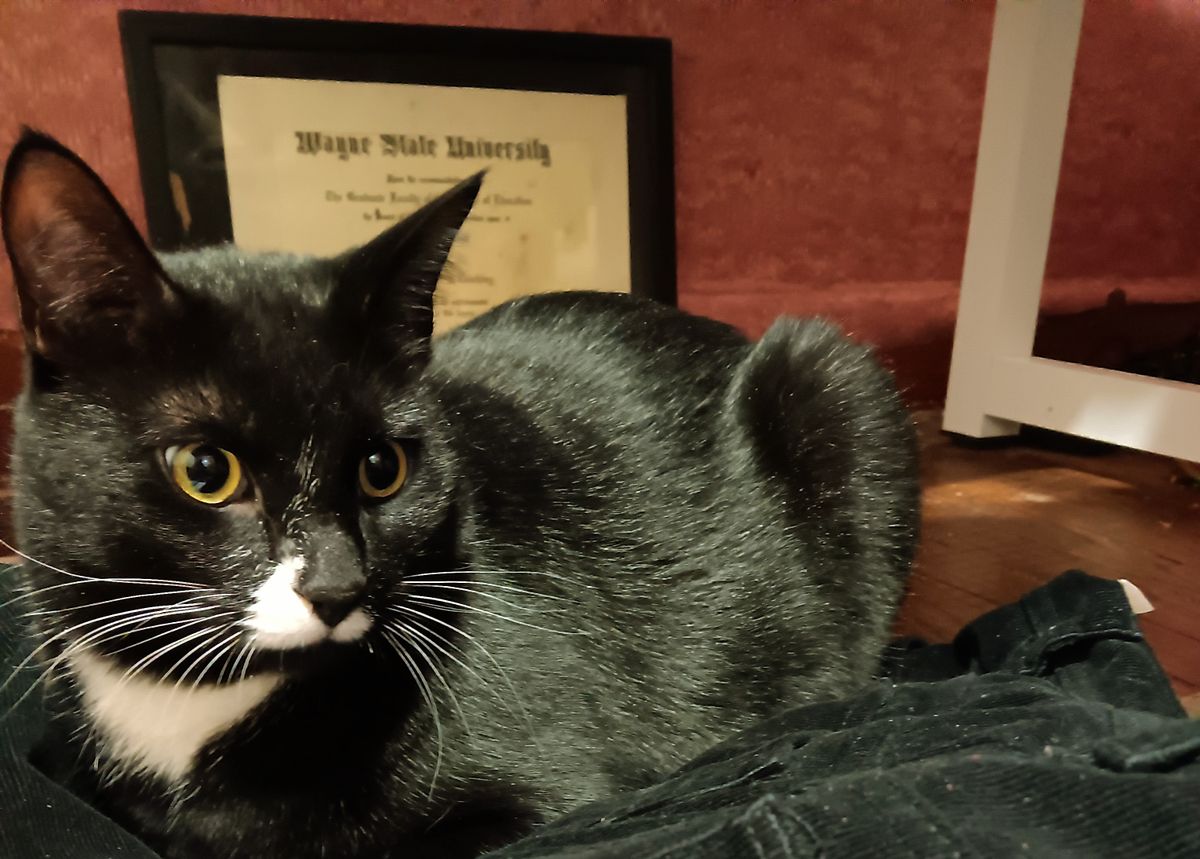 Gratuitous Cat Photos