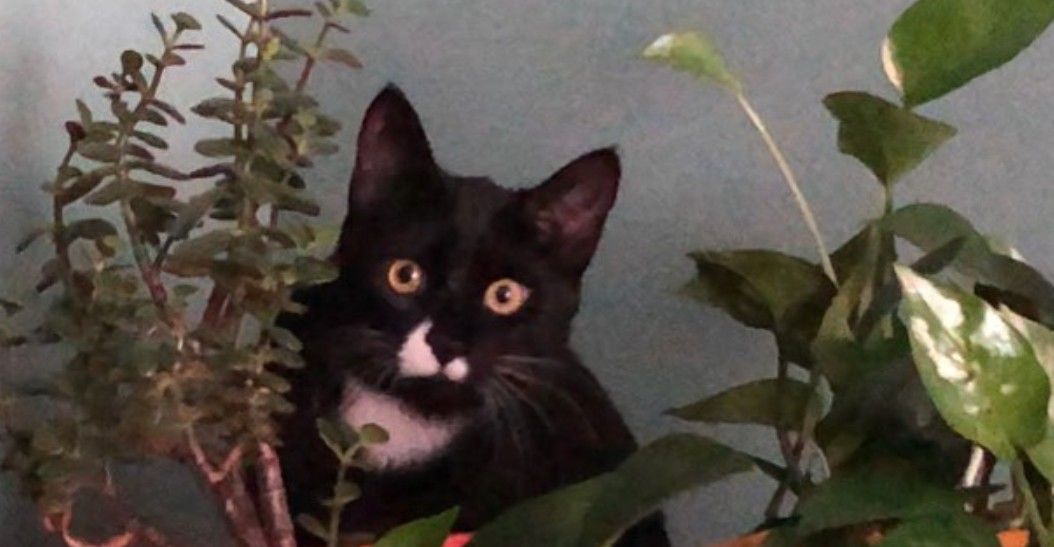 Do music videos for fun