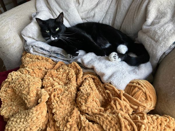How my cat helped me use music to heal (clickbait)