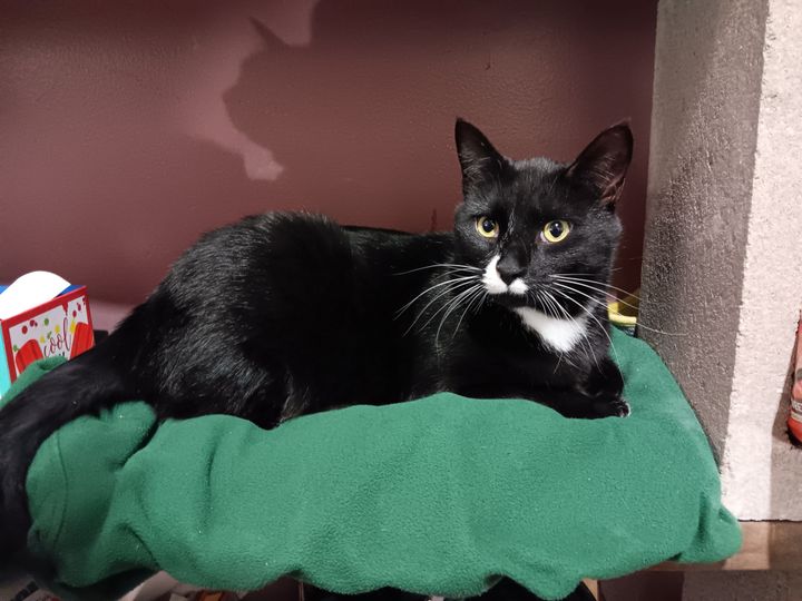 Gratuitous cat photos