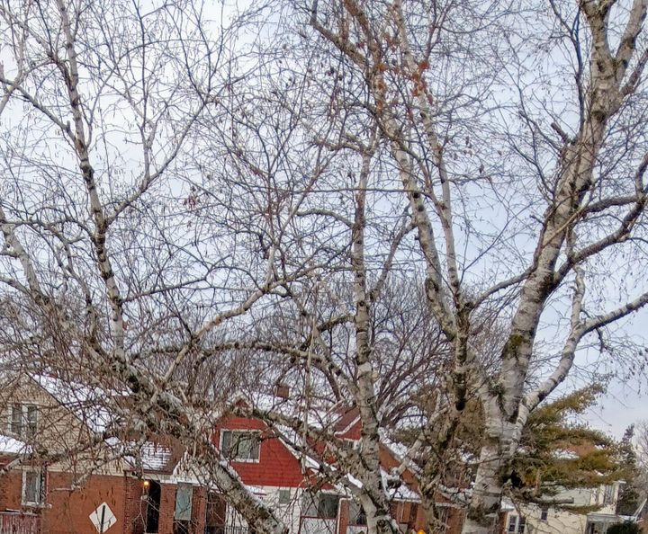 It's ok to wish for snow days.