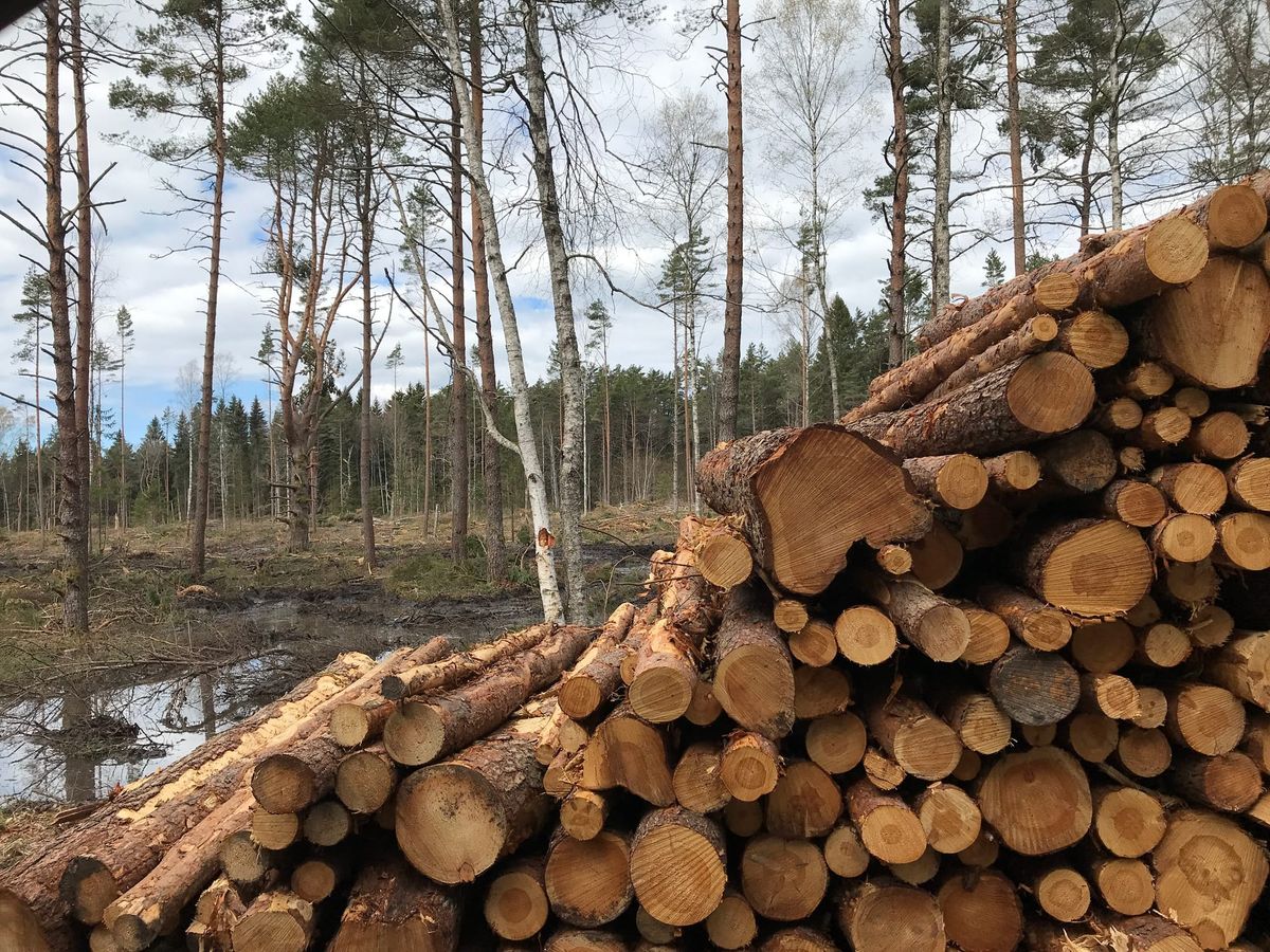 Estonian tech entrepreneurs call for a halt to the forestry law change