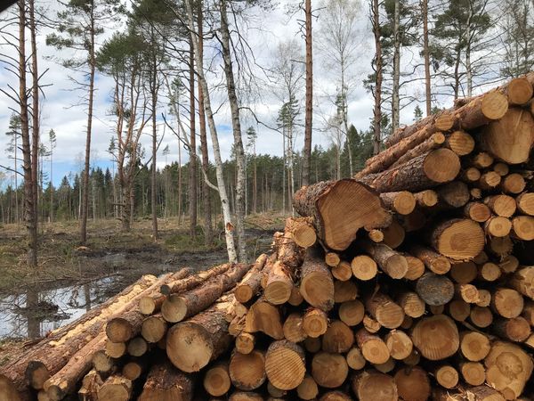 Estonian tech entrepreneurs call for a halt to the forestry law change