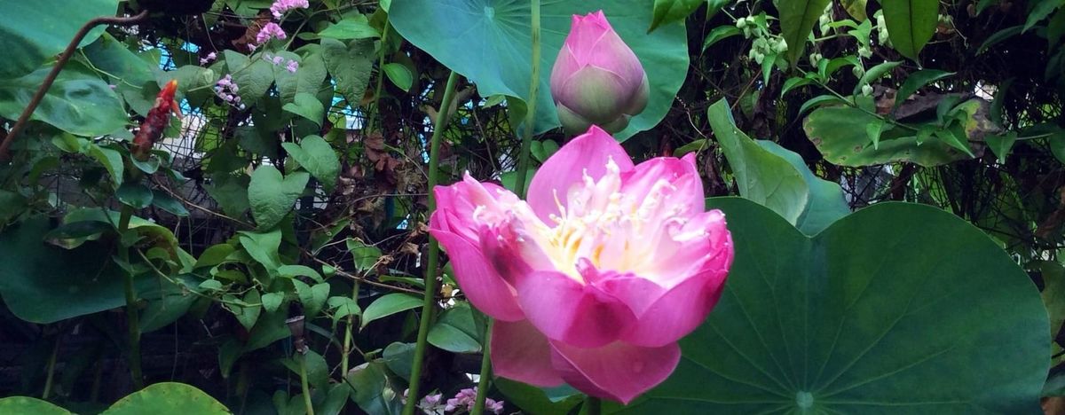 ระลึก รวี โดมพระจันทร์