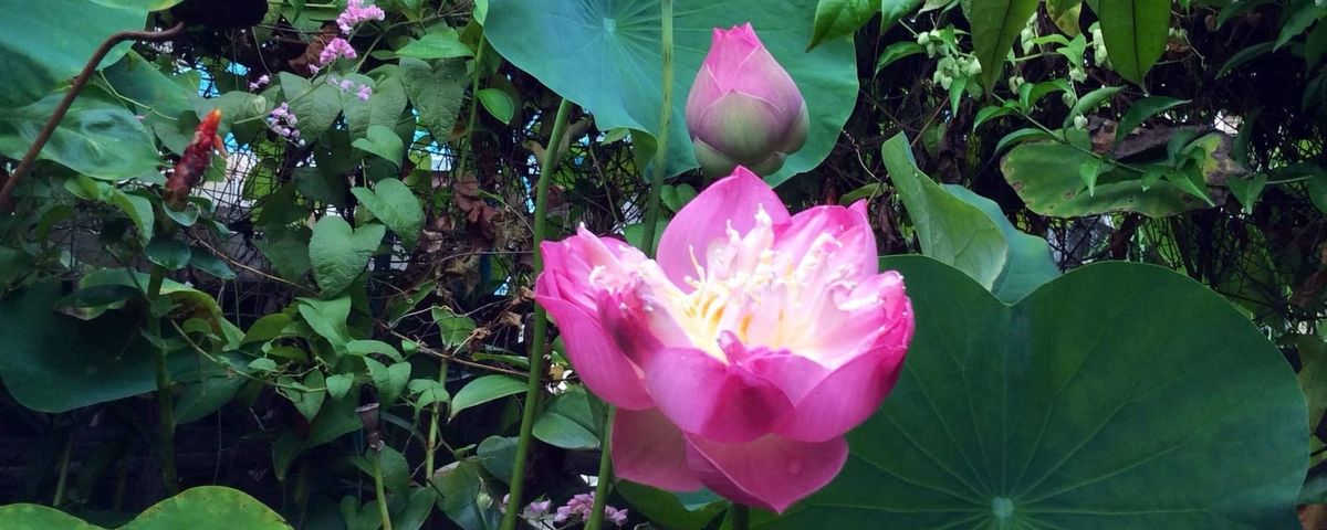 ทิพย์ธารแห่งใจ ในไฟสงคราม